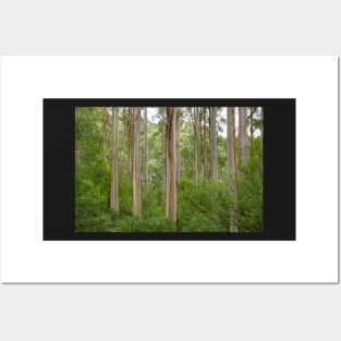 Many tall gum trees in Otway National Park. Posters and Art